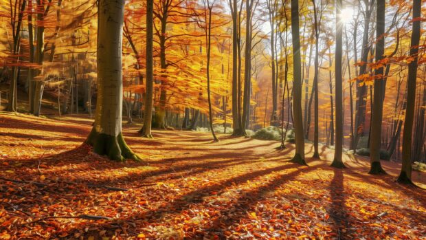Autumn forest leaves with sunlight casting long shadows, 4K desktop wallpaper.