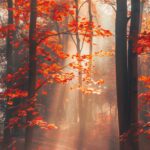 Autumn forest with vibrant red, orange, and yellow leaves, sunlight filtering through the trees, Fall wallpaper iPhone.