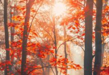 Autumn forest with vibrant red, orange, and yellow leaves, sunlight filtering through the trees, Fall wallpaper iPhone.