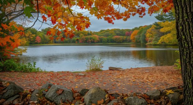 Autumn leaves 1080p creating a picturesque frame around a peaceful lake.