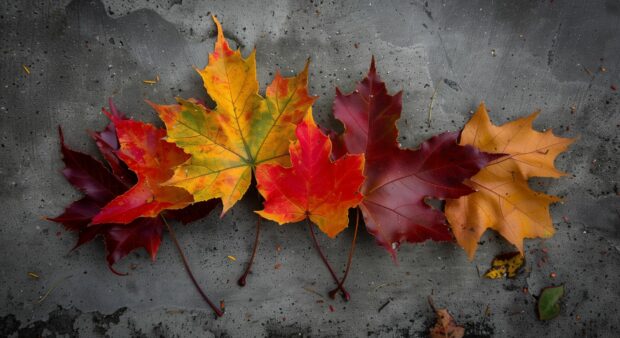 Autumn leaves HD wallpaper with Fall leaves lying flat on a clean surface.