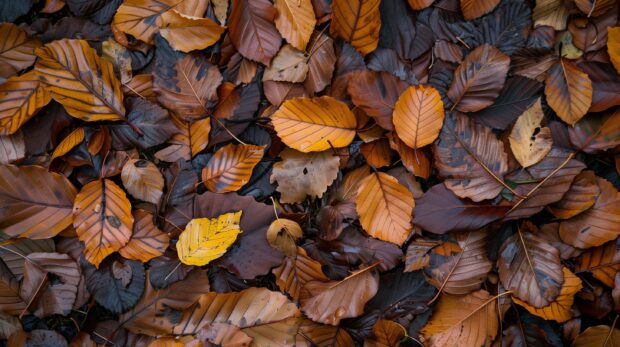 Autumn leaves creating a vibrant carpet on the forest floor, 2K wallpaper for desktop.