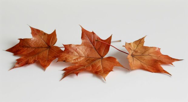 Autumn leaves on a clean, plain background.