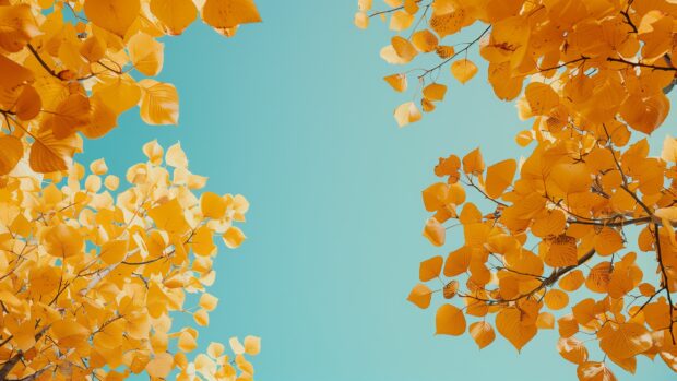 Autumn wallpaper 4K with a majestic autumn trees with golden leaves against a clear blue sky.