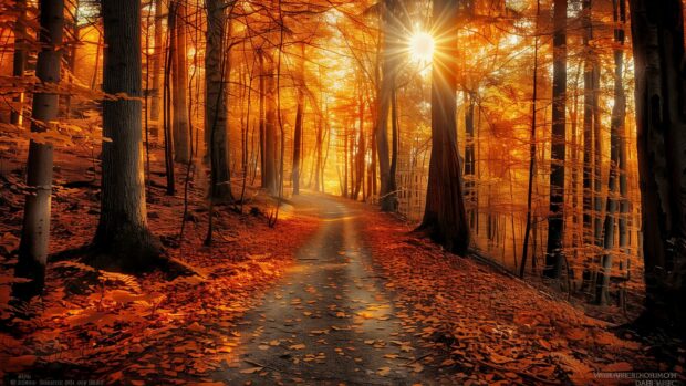Autumn wallpaper with a serene forest path covered with vibrant fall leaves, sunlight filtering through the trees.