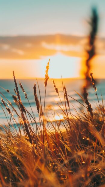 Beach 4K wallpaper with tall, swaying grasses and a warm.