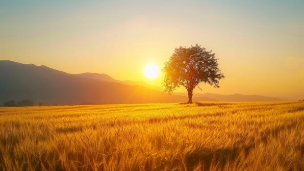 Check our Country Wallpaper with a sunrise over a golden wheat field with a lone tree standing against the morning sky.