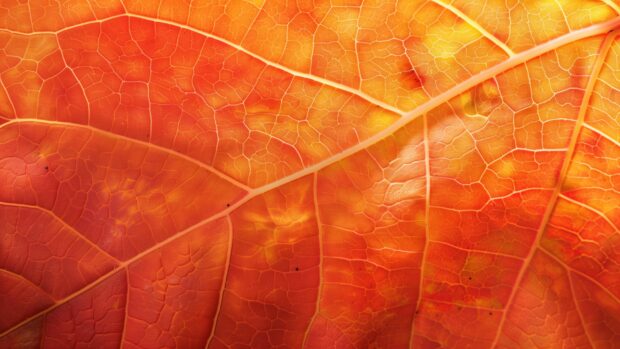 Close up of a vibrant fall leaf, autumn leaves wallpaper.
