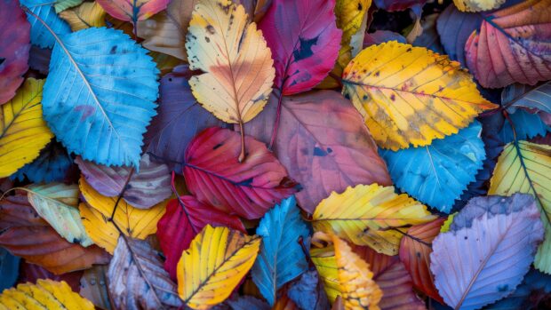 Close up of autumn leaves with detailed textures and vibrant colors.