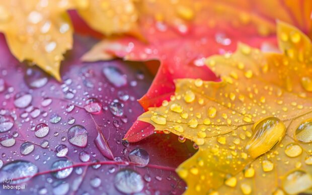 Close up of dewdrops on colorful autumn leaves, Autumn Wallpaper Desktop.