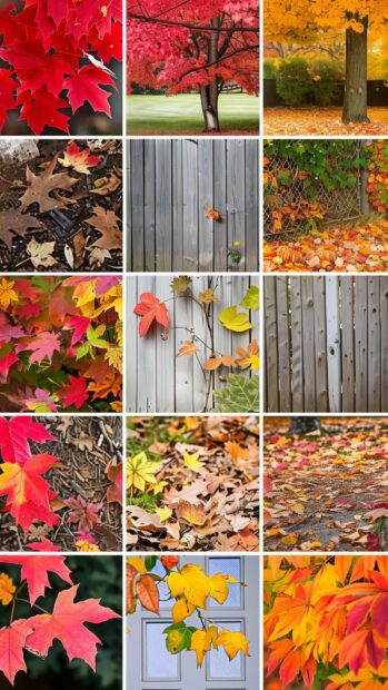 Collage of fall photos, featuring vibrant red, orange, and yellow leaves.