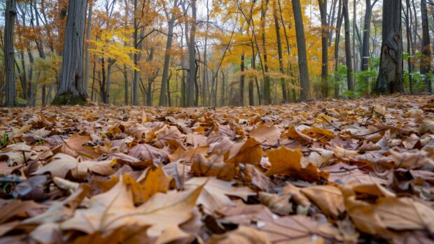 Colorful autumn forest 4K wallpaper with fallen leaves.