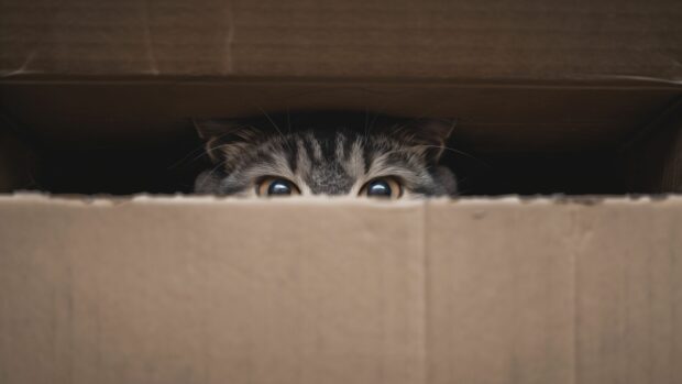 Cute cat peeking out of a cardboard box, 4K Wallpaper.