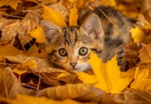 Cute kitten in a pile of autumn leaves, 1080p HD Image.