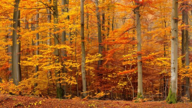 Dense Autumn forest desktop 4K wallpaper with vibrant foliage.