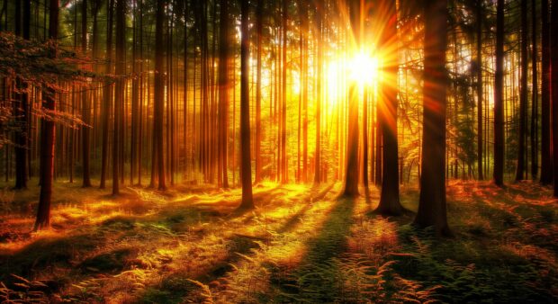 Dense forest with sunlight filtering through the trees, Sunset Wallpaper HD 1080p.