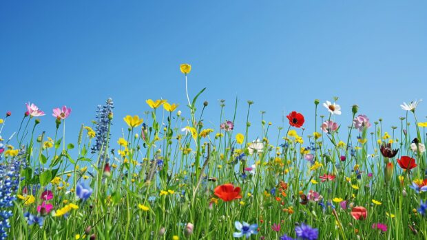 Desktop Wallpaper Full HD 2K with a field of blooming wildflowers under a clear blue sky.