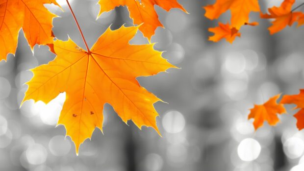 Elegant fall leaves on a monochromatic background, Autumn leaves desktop wallpaper.