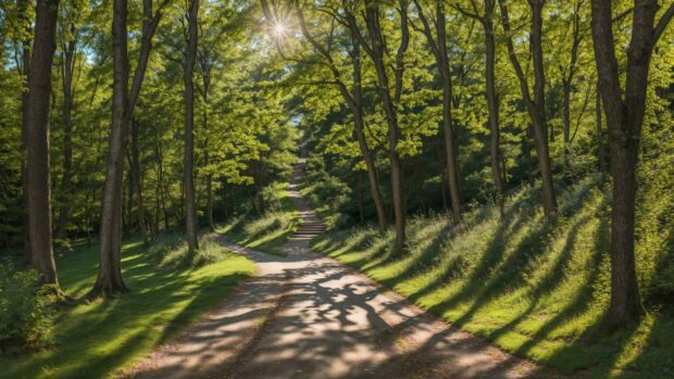 Enchanting 4K HD wallpaper of a pathway leading through a sun dappled summer forest.