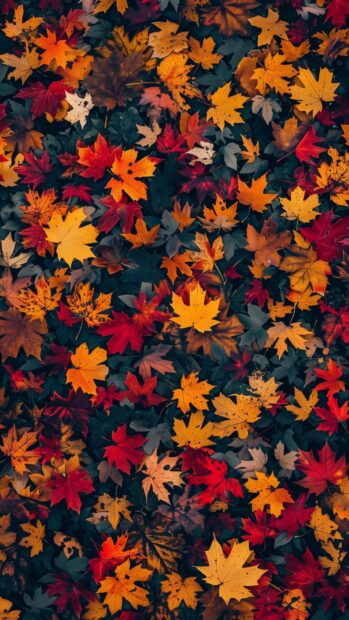 Fall leaves in a beautiful pattern, showcasing the rich colors of autumn.