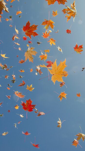Fall leaves in various colors falling gently against a clear sky.