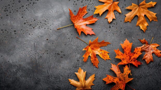 Fall leaves lying flat on a clean surface, Desktop Wallpaper HD.