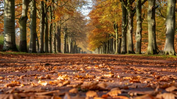 Fall wallpaper HD features a country road lined with trees in full autumn colors, leaves carpeting the ground.