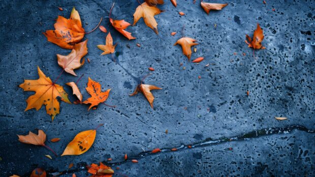 Few scattered fall leaves on a soft textured surface, Autumn leaves HD wallpaper for desktop.