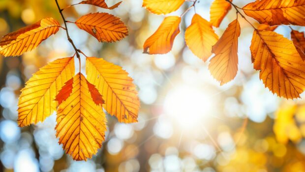 Golden Autumn leaves 4K wallpaper illuminated by soft sunlight.