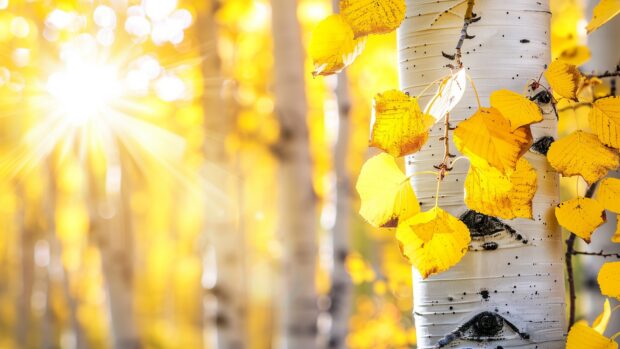 Golden aspen forest in autumn, vibrant yellow leaves, sunlight filtering through, Nature Wallpaper HD desktop.