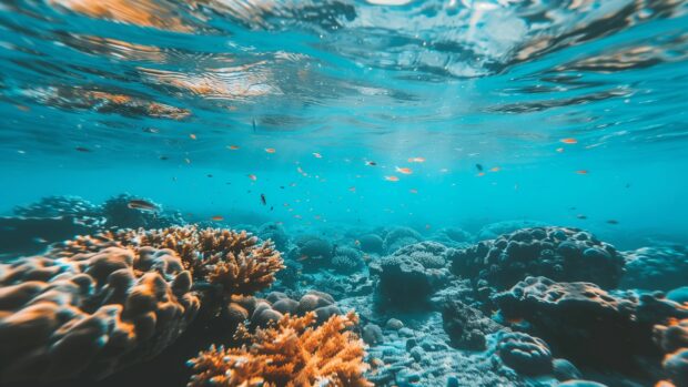 HD Desktop Wallpaper showcases vibrant coral reef seen through crystal clear ocean water.