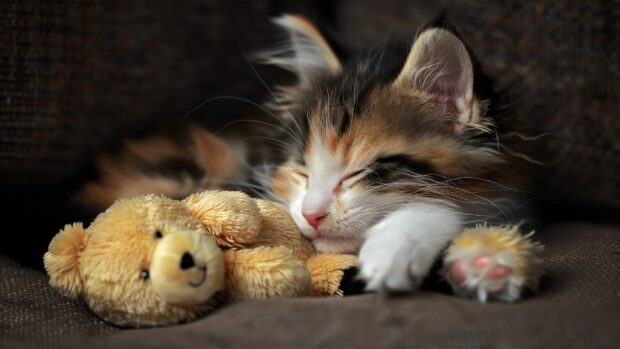 Kitten cuddling with a stuffed animal, 4K cute cat Wallpaper.