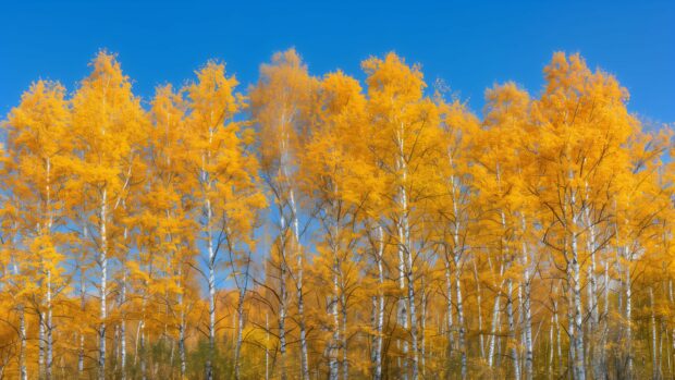 Majestic autumn trees with golden leaves against a clear blue sky, 4K Wallpaper.