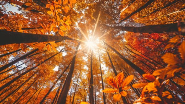 Nature wallpaper HD with autumn forest with vibrant red and orange leaves, sunlight streaming through the canopy.