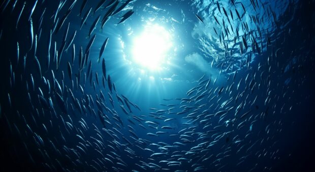 Ocean Fish Desktop Background 1080p Free Download.