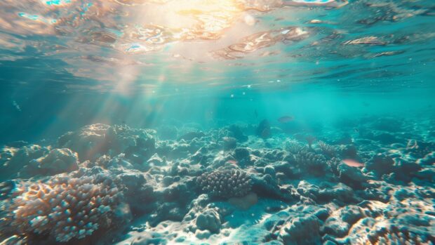 Ocean desktop wallpaper 4K with a coral reef seen through crystal clear ocean water with sunlight filtering down.