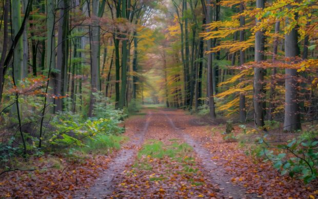Pathway through a dense autumn forest with colorful leaves.