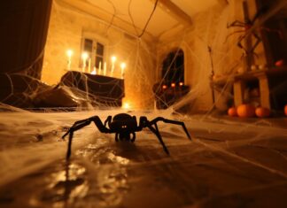 Spooky Halloween Background with spider web with a giant spider in the corner.