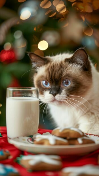 A charming Ragdoll cat sitting beside a plate of Christmas cookies and milk, with a festive background.