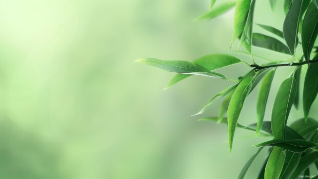 A clean desktop background with a soft green hue and no additional elements.