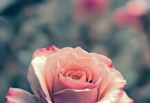 Aesthetic rose wallpaper for phone with soft pastel colors, delicate petals, and gentle gradients.