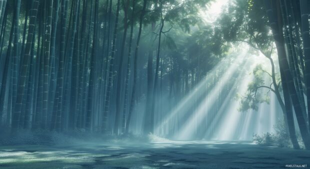 Bamboo forest Natre Desktop Wallpaper with sunlight filtering through, serene and peaceful atmosphere.