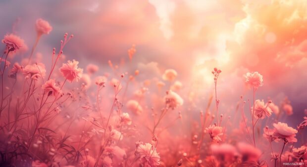 Desktop Flower HD Wallpapers Free Download