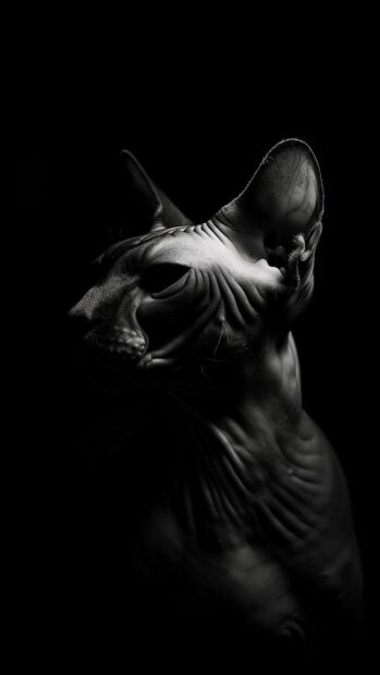 Black Sphynx cats wallpaper.