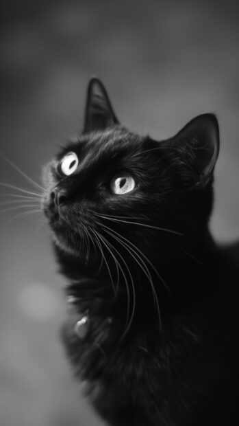 Black cat HD wallpaper iPhone.