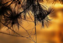 Cool Spiderman silhouette swinging on a web with a sunset background.