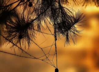 Cool Spiderman silhouette swinging on a web with a sunset background.