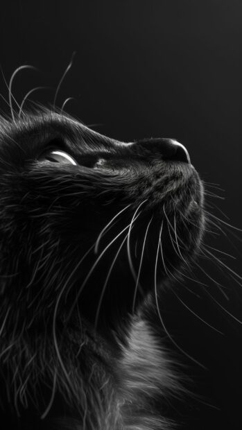 Cute Black cat face wallpaper.