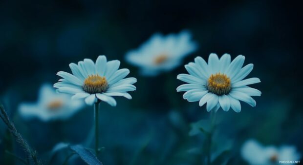 Daisy flower background with simple and elegant white daisies.