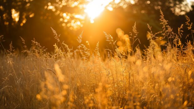 Nature desktop 4K wallpaper with golden hour in a meadow with tall grass, warm light, peaceful atmosphere.